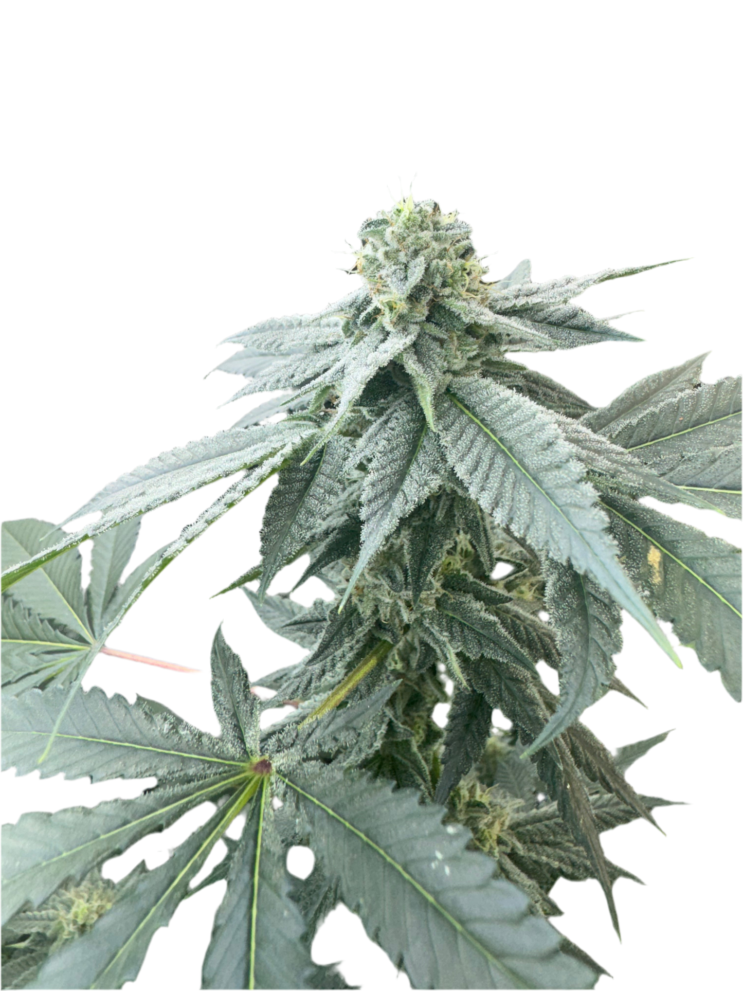 Carew’s Rainbow Sherbet Feminized Single Seed