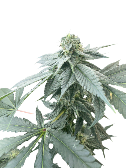 Carew’s Rainbow Sherbet Feminized Single Seed