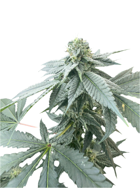 Carew’s Rainbow Sherbet Feminized Single Seed
