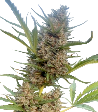 Exotic Gas Feminized Autoflowering Single Seed