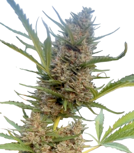 Exotic Gas Feminized Autoflowering Single Seed