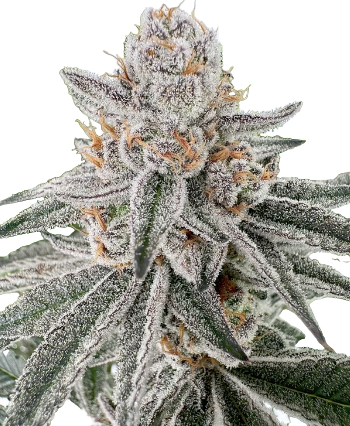 Close-up of a cannabis plant with frost on its leaves