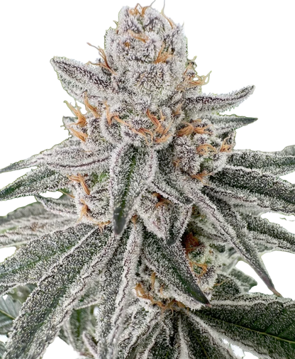 Close-up of a cannabis plant with frost on its leaves