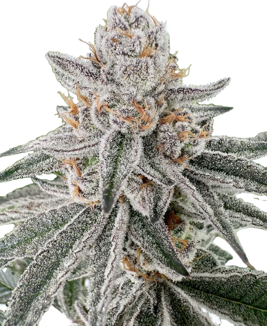 Close-up of a cannabis plant with frost on its leaves