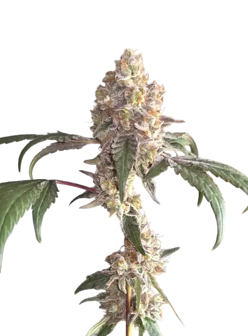 A frosty green cola with a dusting of crystal trichomes against a dark background, from Seedtiva's AK-47 x Sunset Sherbet autoflower.