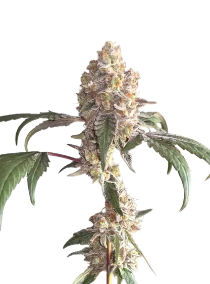 A frosty green cola with a dusting of crystal trichomes against a dark background, from Seedtiva's AK-47 x Sunset Sherbet autoflower.