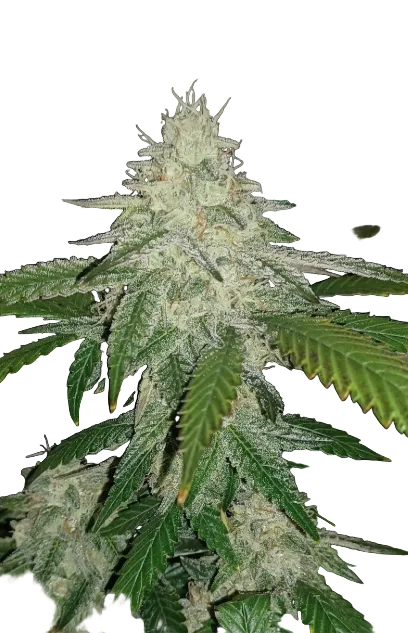 A chunky sugar-coated nug with fine orange hairs, the AK-47 x Sunset Sherbet F1 autoflower cross.