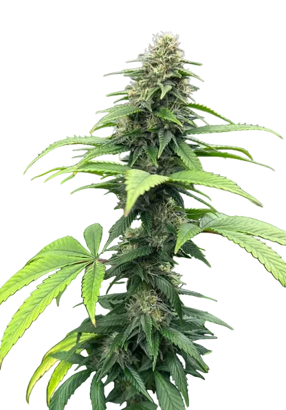 Close-up of a close macro of glassy trichome heads catching the light — the AK-47 x Wedding Cake feminized autoflower.