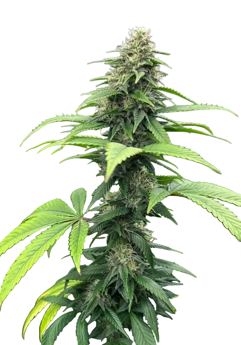 Close-up of a close macro of glassy trichome heads catching the light — the AK-47 x Wedding Cake feminized autoflower.