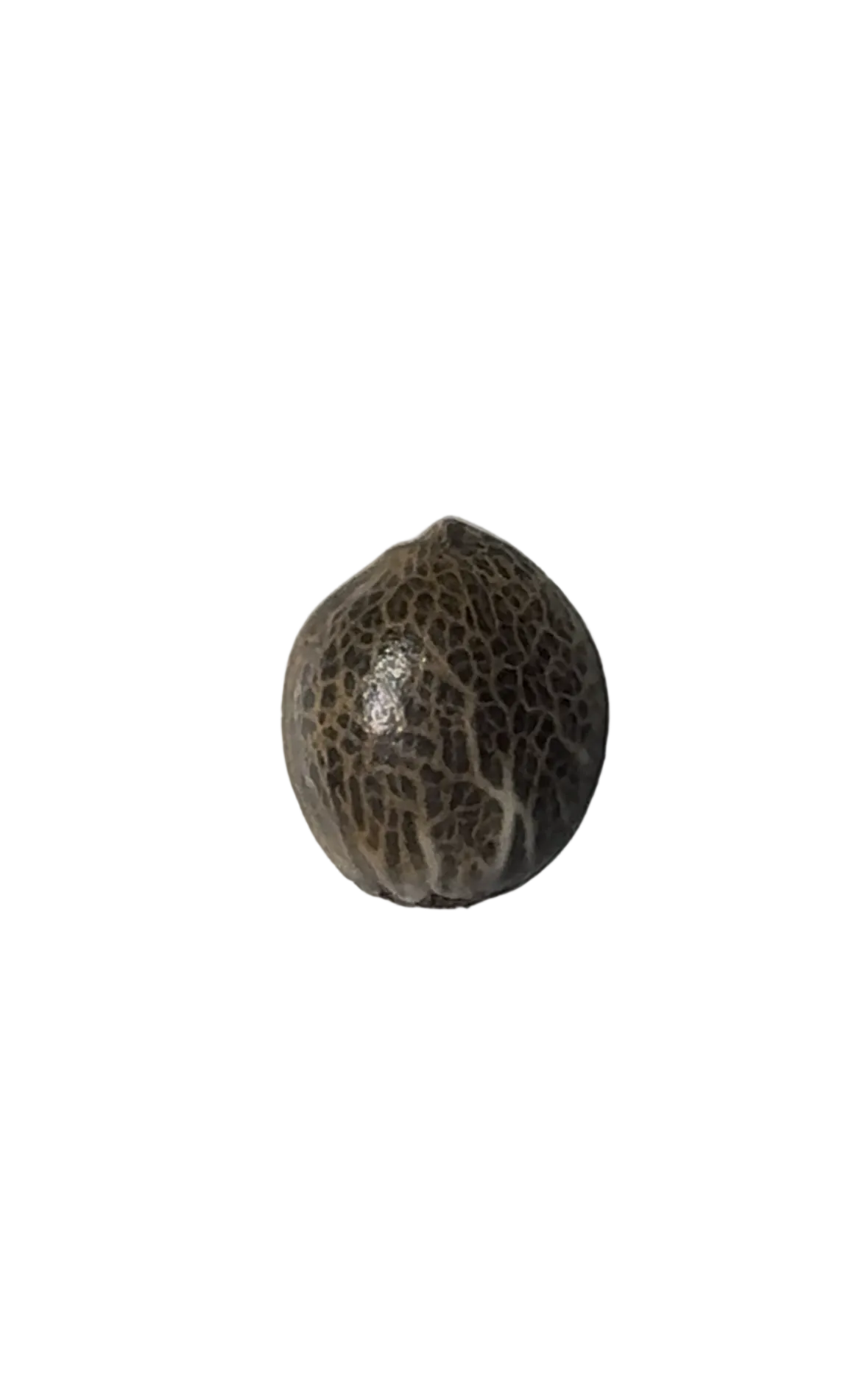 Close-up of a close macro of a striped cannabis seed showing its shell pattern — the AK-47 x Wedding Cake feminized autoflower.