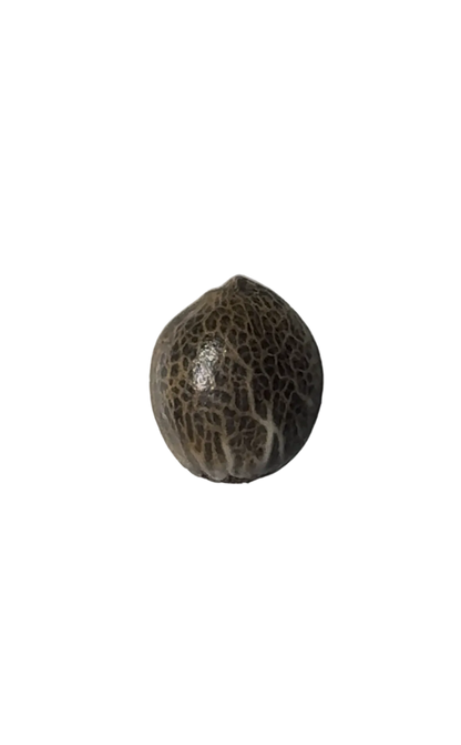 Close-up of a close macro of a striped cannabis seed showing its shell pattern — the AK-47 x Wedding Cake feminized autoflower.