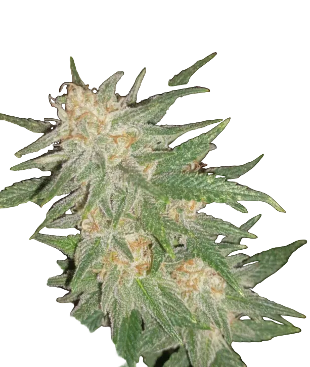 Close-up of a chunky emerald nug thick with crystal trichomes — the Banana Daddy x Clementine feminized autoflower.