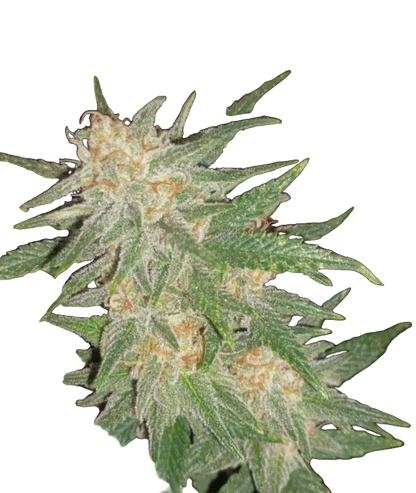 Close-up of a chunky emerald nug thick with crystal trichomes — the Banana Daddy x Clementine feminized autoflower.