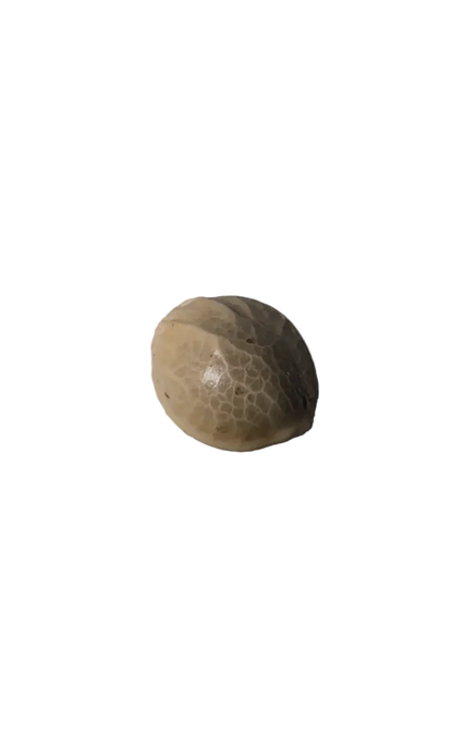 A single cannabis seed cradled on a fingertip — Banana Daddy x Clementine F1 feminized autoflower seeds.