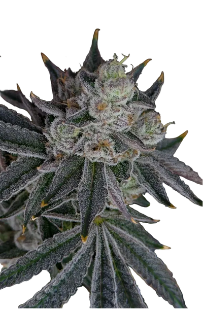 A snowy trichome-covered nug on a dark field, the Banana Daddy x Double Grape F1 autoflower cross.