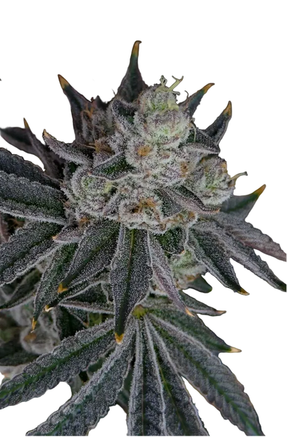 A snowy trichome-covered nug on a dark field, the Banana Daddy x Double Grape F1 autoflower cross.