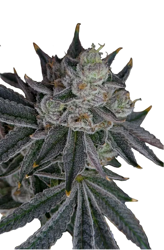 A snowy trichome-covered nug on a dark field, the Banana Daddy x Double Grape F1 autoflower cross.