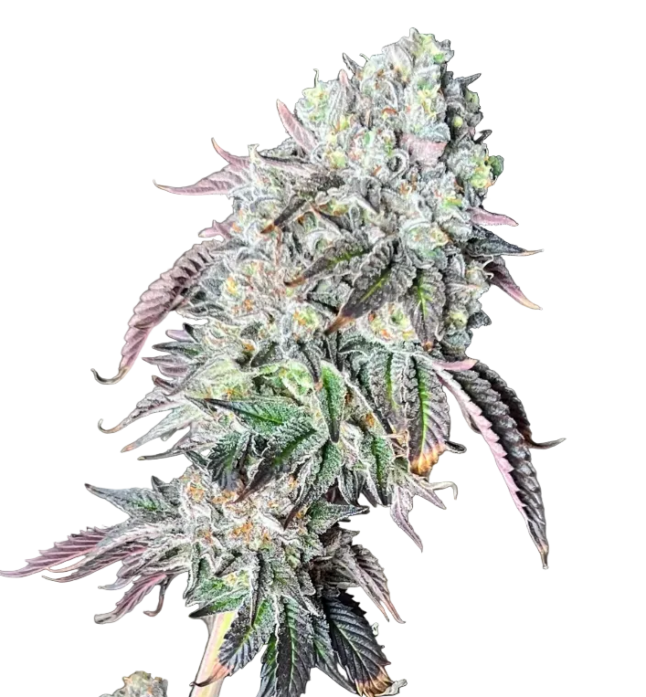 A rounded green bud packed with milky trichomes, from Seedtiva's Bruce Banner x Gushers autoflower.