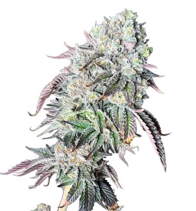 A rounded green bud packed with milky trichomes, from Seedtiva's Bruce Banner x Gushers autoflower.