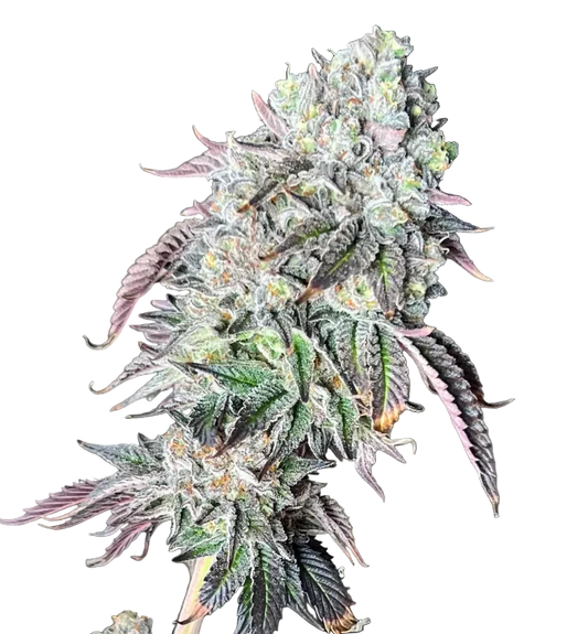 A rounded green bud packed with milky trichomes, from Seedtiva's Bruce Banner x Gushers autoflower.