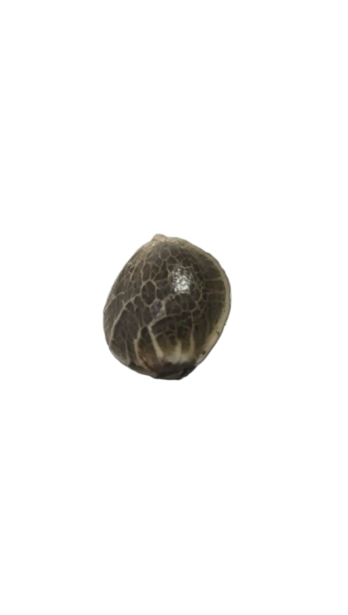 Close-up of a marbled cannabis seed resting on a fingertip — the Bruce Banner x Gushers feminized autoflower.
