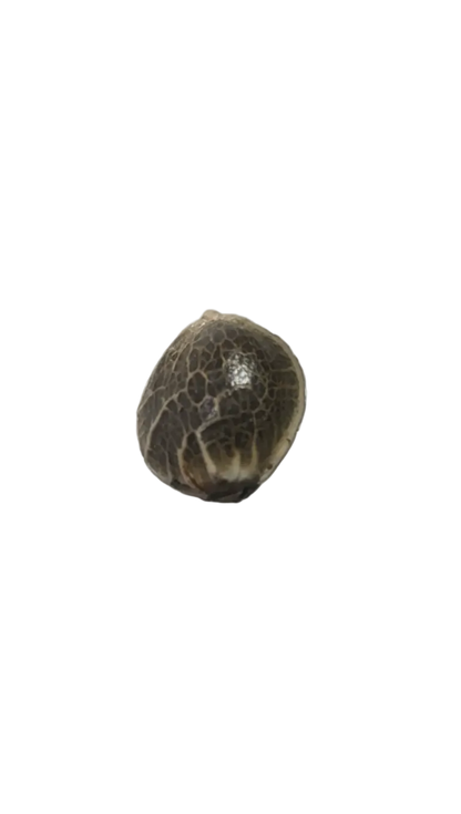 Close-up of a marbled cannabis seed resting on a fingertip — the Bruce Banner x Gushers feminized autoflower.