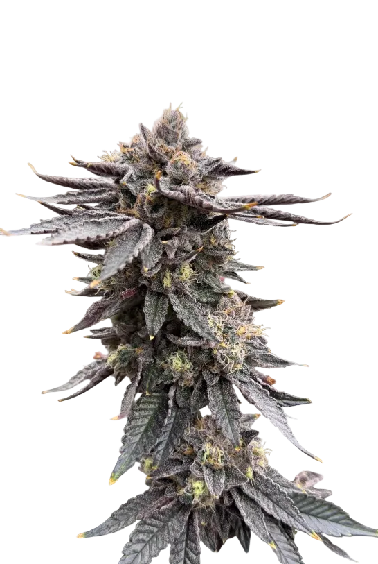 A lush green flower with dense frost and curling hairs, the Bruce Banner x Kong Breath F1 hybrid.
