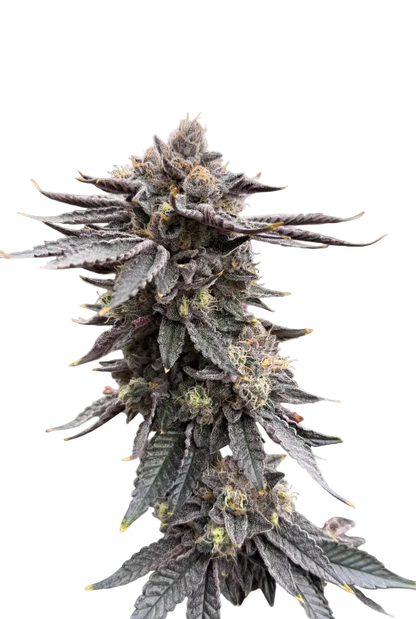 A lush green flower with dense frost and curling hairs, the Bruce Banner x Kong Breath F1 hybrid.