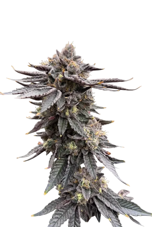 A lush green flower with dense frost and curling hairs, the Bruce Banner x Kong Breath F1 hybrid.