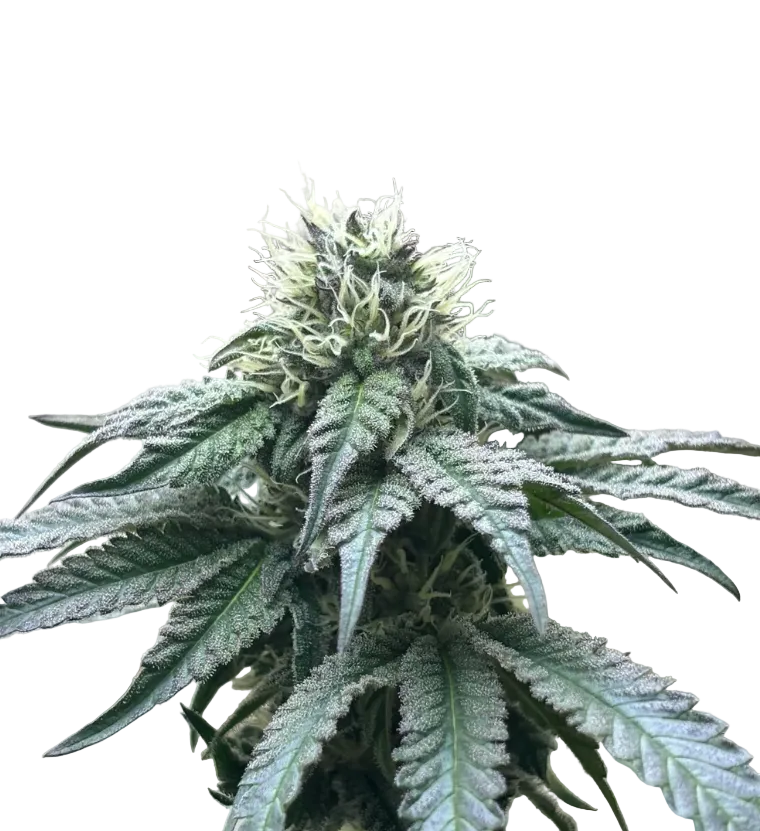 A purple-green bud with vivid rust-colored pistils, from the Bruce Banner x Kong Breath autoflower strain.