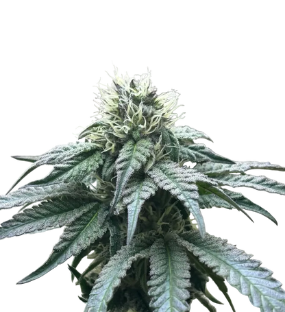 A purple-green bud with vivid rust-colored pistils, from the Bruce Banner x Kong Breath autoflower strain.