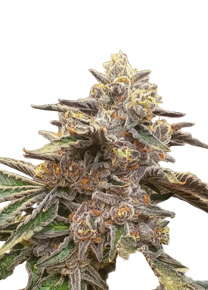 A sticky green flower glistening with heavy frost, the Chem Dog x Bruce Banner F1 hybrid.
