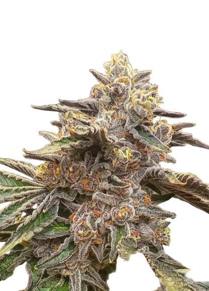 A sticky green flower glistening with heavy frost, the Chem Dog x Bruce Banner F1 hybrid.