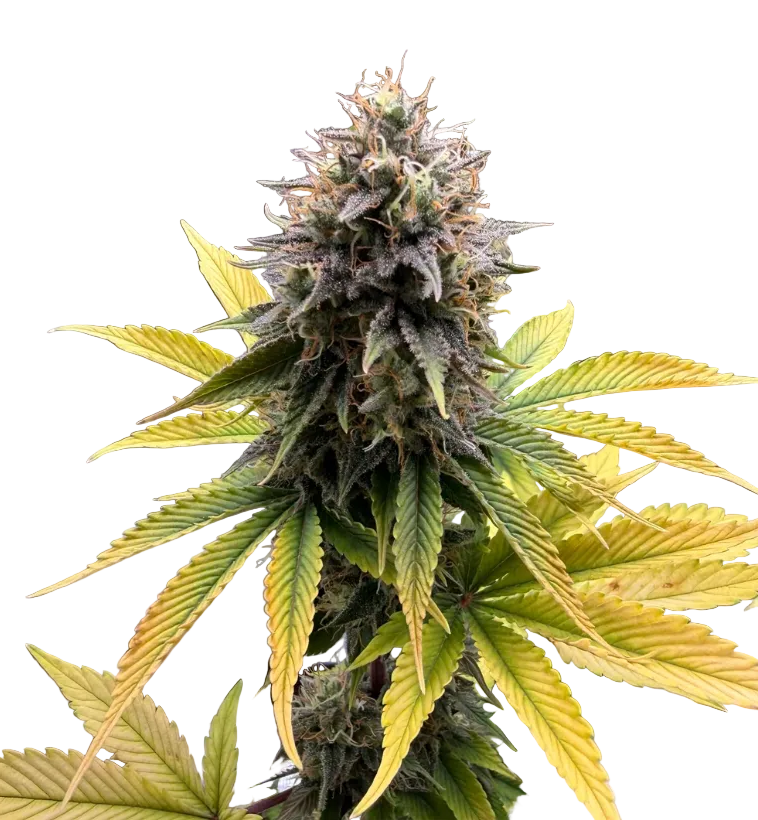 A bright green nug with tangled orange pistils — Chem Dog x Bruce Banner feminized autoflower.