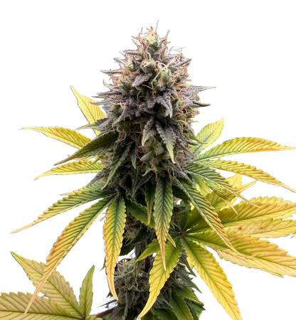 A bright green nug with tangled orange pistils — Chem Dog x Bruce Banner feminized autoflower.