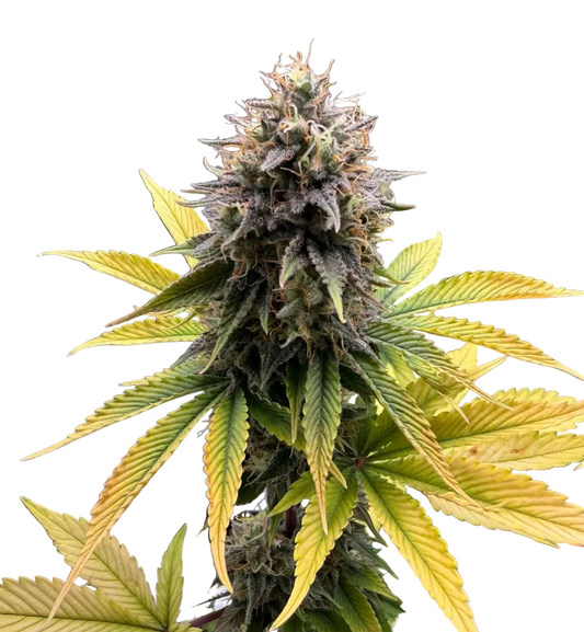 A bright green nug with tangled orange pistils — Chem Dog x Bruce Banner feminized autoflower.