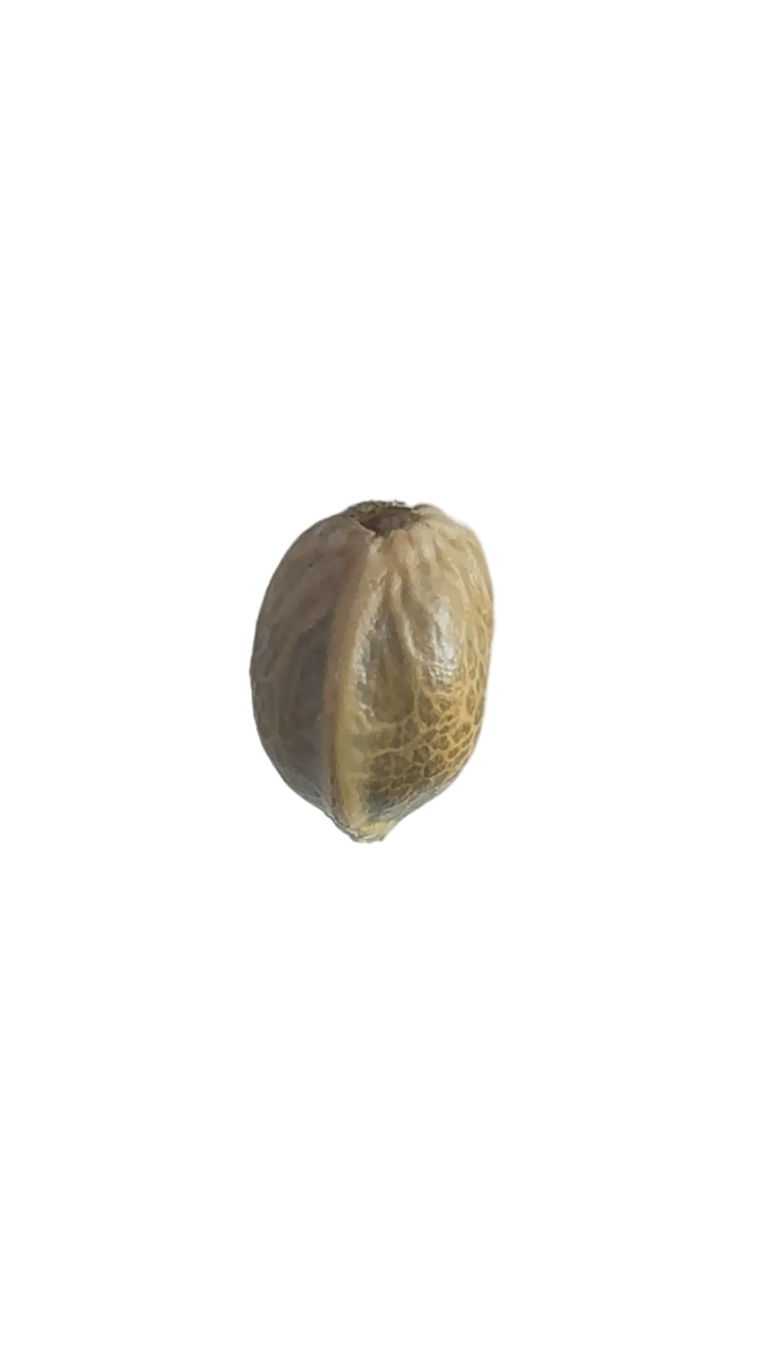 A single striped seed held between finger and thumb, from Seedtiva's Chem Dog x Bruce Banner autoflower 2-pack.