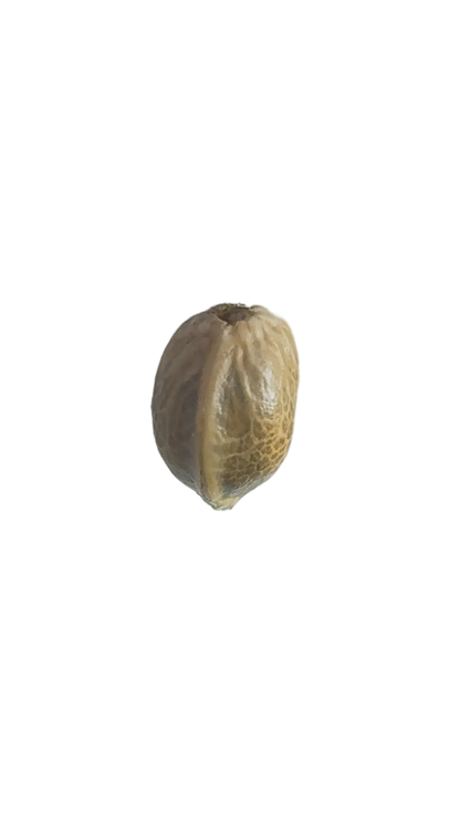 A single striped seed held between finger and thumb, from Seedtiva's Chem Dog x Bruce Banner autoflower 2-pack.