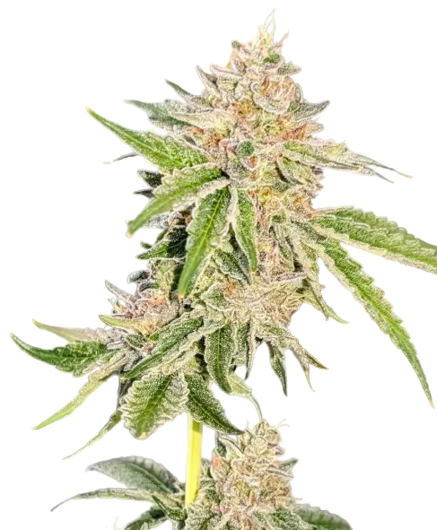 A rounded emerald bud packed with white trichomes and curling hairs, from the Clementine x Sunset Sherbet autoflower strain.