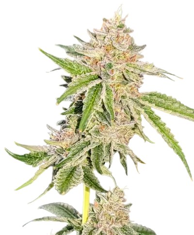 A rounded emerald bud packed with white trichomes and curling hairs, from the Clementine x Sunset Sherbet autoflower strain.