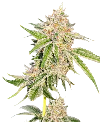 A rounded emerald bud packed with white trichomes and curling hairs, from the Clementine x Sunset Sherbet autoflower strain.
