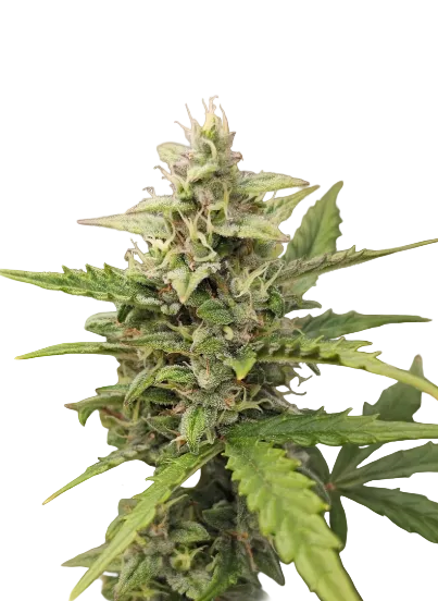 An extreme macro of glassy trichome heads on a green calyx — Clementine x Sunset Sherbet feminized autoflower.