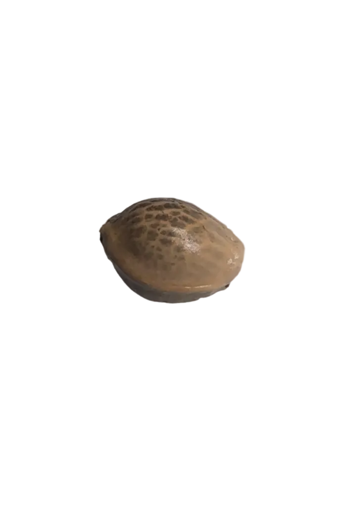 A close macro of a mottled brown-and-tan cannabis seed, from Seedtiva's Clementine x Sunset Sherbet autoflower 2-pack.