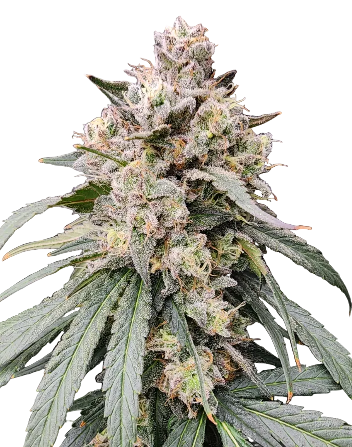 Close-up of a frost-heavy green cola with a resinous glow — the Cream De Los Cosmos x Zkittlez feminized autoflower.