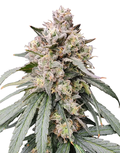 Close-up of a frost-heavy green cola with a resinous glow — the Cream De Los Cosmos x Zkittlez feminized autoflower.