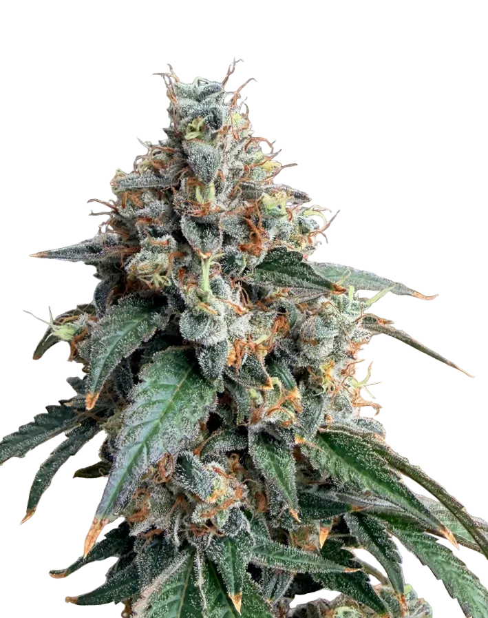 A rounded emerald nug packed with trichomes, from Seedtiva's Cream De Los Cosmos x Zkittlez autoflower.