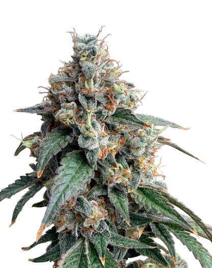 A rounded emerald nug packed with trichomes, from Seedtiva's Cream De Los Cosmos x Zkittlez autoflower.