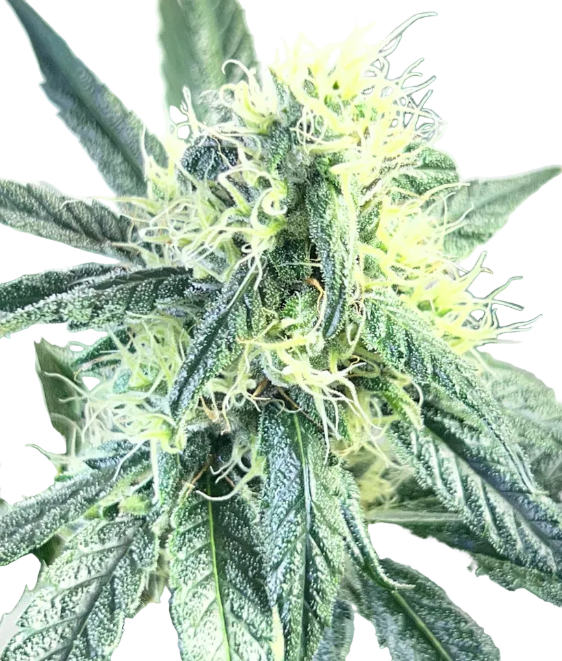 A dense green bud glistening with sticky resin — the Cream De Los Cosmos x Zkittlez autoflowering hybrid.