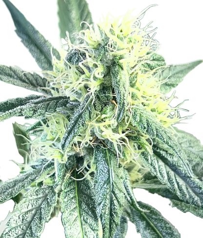 A dense green bud glistening with sticky resin — the Cream De Los Cosmos x Zkittlez autoflowering hybrid.