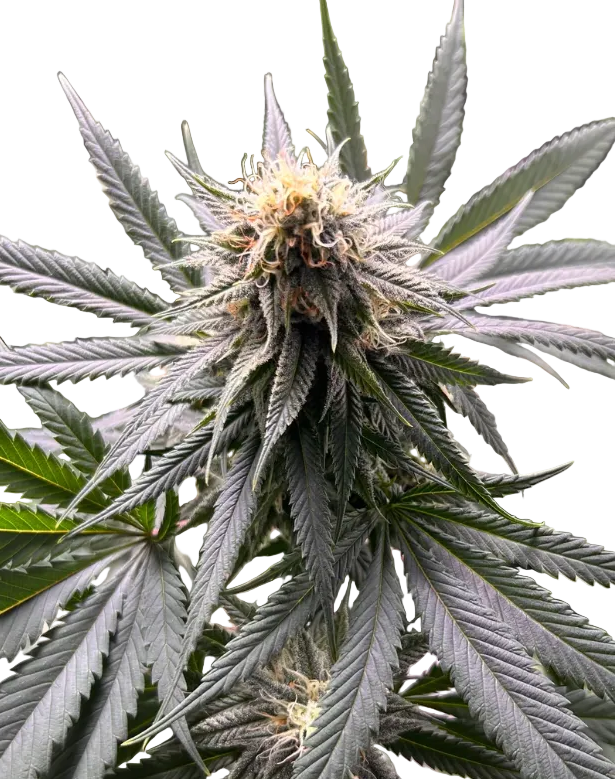 A deep violet cola fading to green with a frosted surface, the Crem De Los Cosmos x Clementine F1 hybrid.